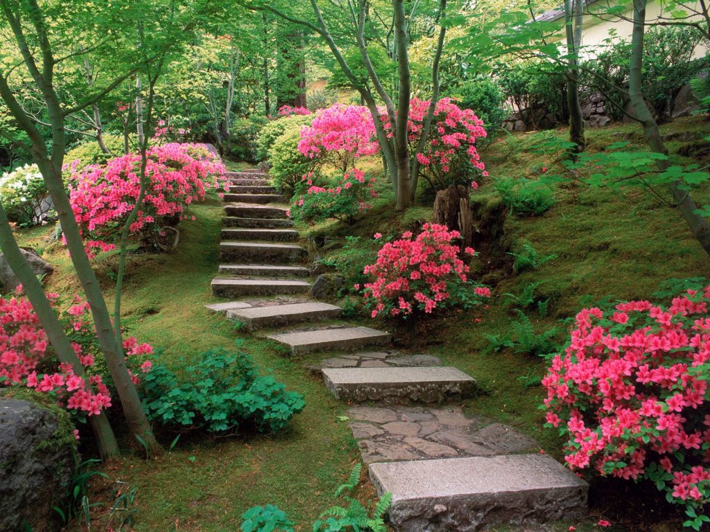 Azaleas Japanese Hd Garden Wallpaper
