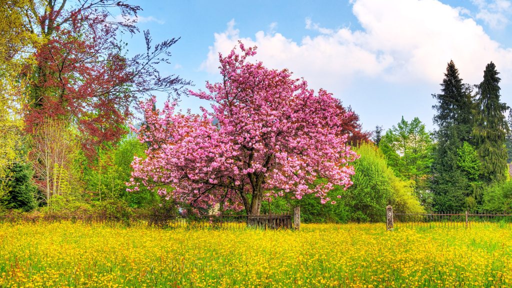 Beautiful Cherry Tree Fhd Nature Wallpaper