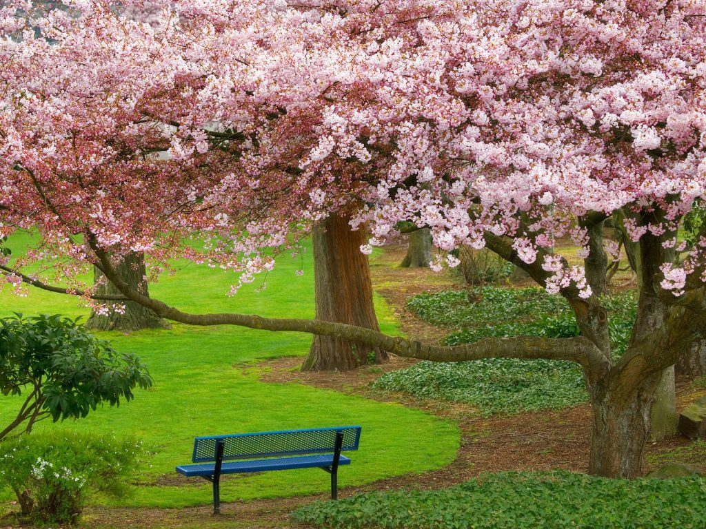 Cherry Tree Evergreen Park Washington Hd Wallpaper