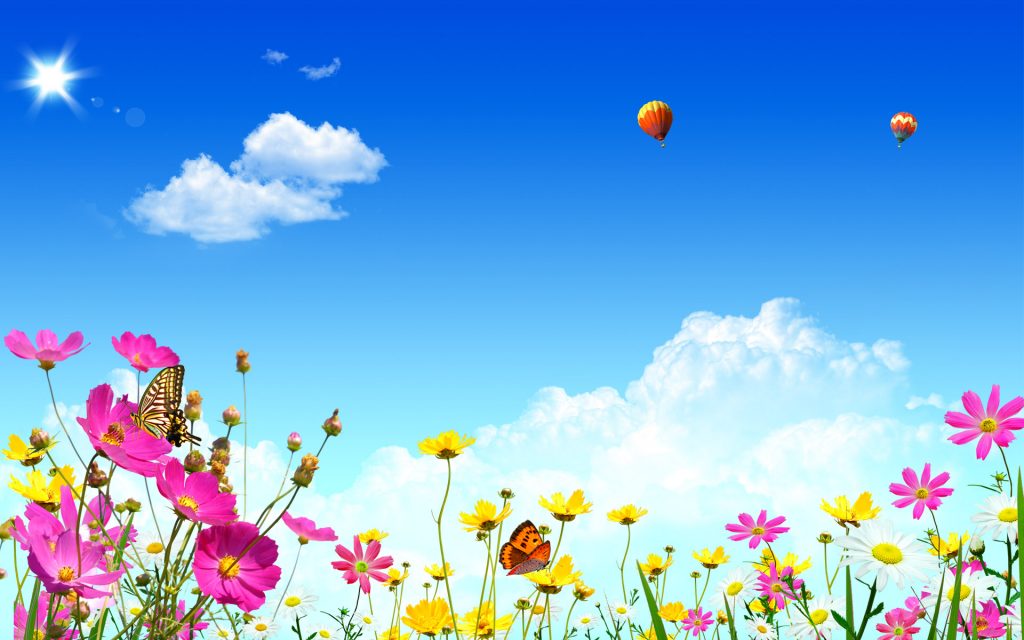 Colorful Floers Fhd Day Wallpaper