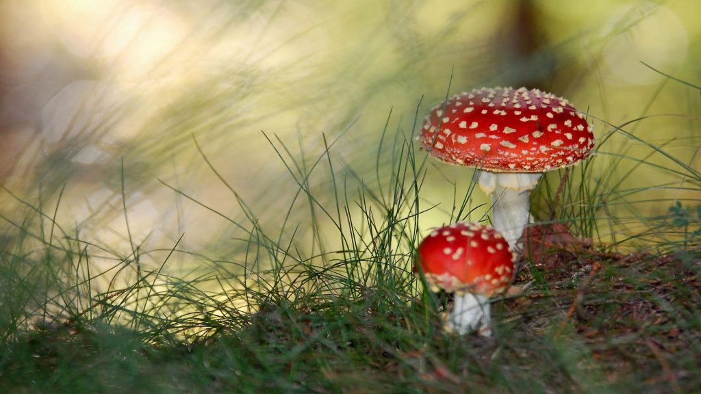 Cute Small Mushrooms Nature Fhd Wallpaper