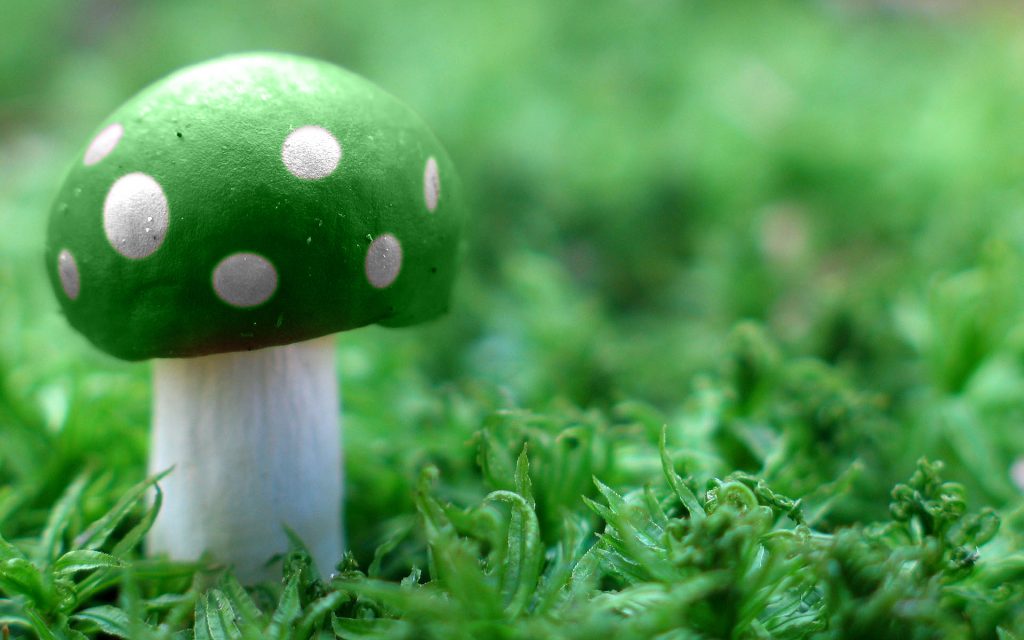 Dangerous Beauty Green Mushroom Fhd Wallpaper