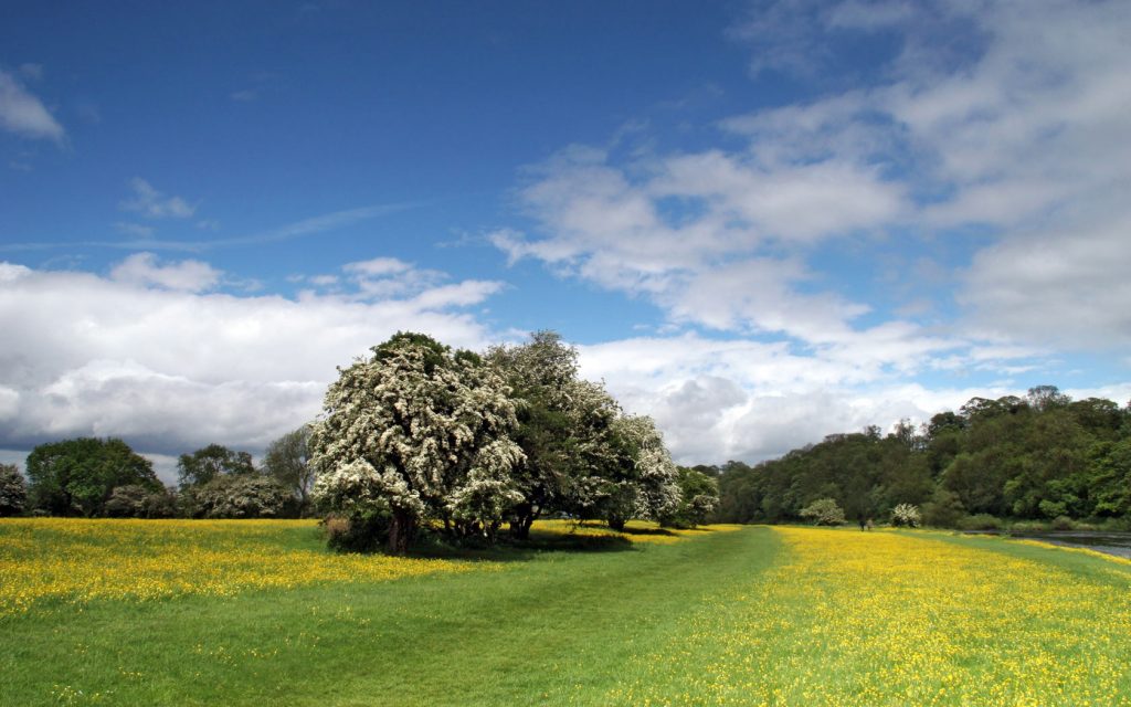 Greenish Nature Blue Sky Hd Wallpaper