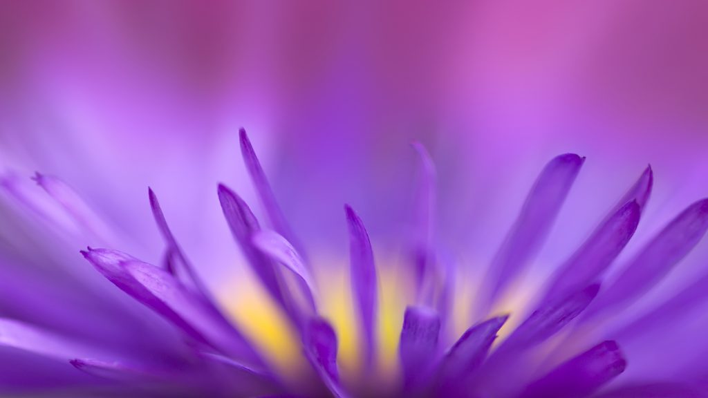 Purple Flower Cute Fhd Wallpaper