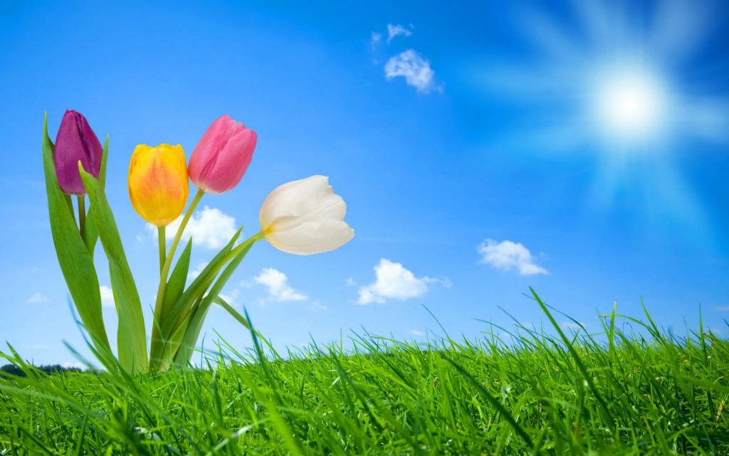 Spring Afternoon Fhd Flower Nature Wallpaper