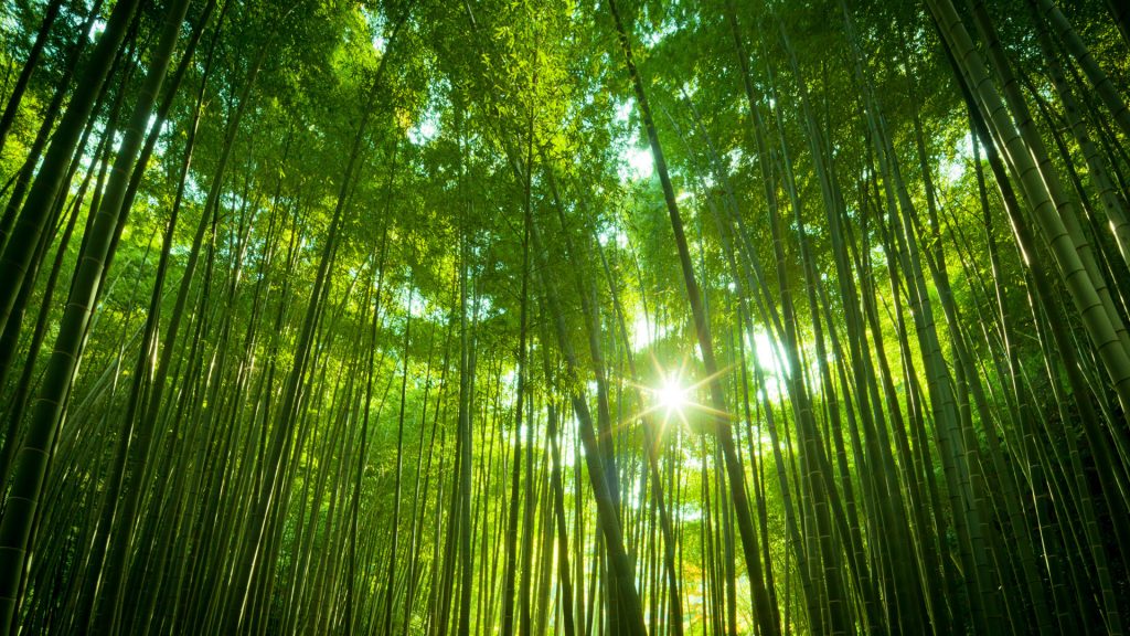Sunny Bamboo Fhd Nature Wallpaper
