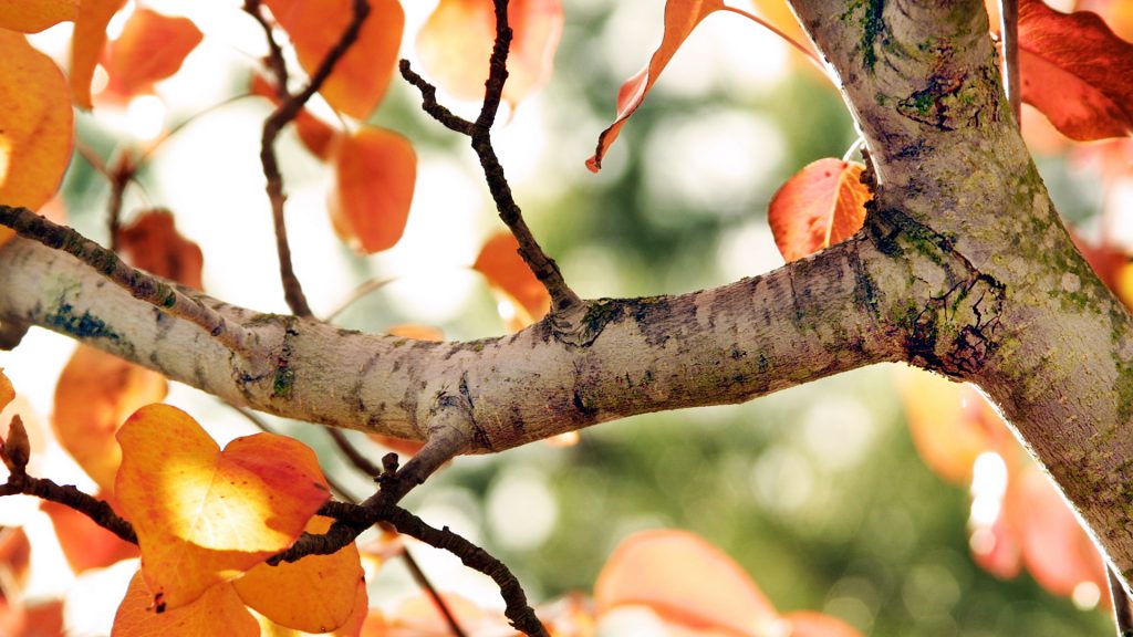 Tree Autumn Fhd Nature Walpaper