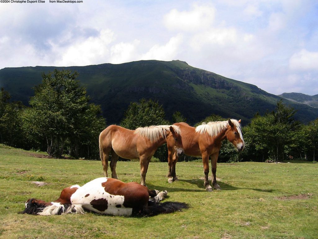 Group Of Horses At Rest Hd Wallpaper