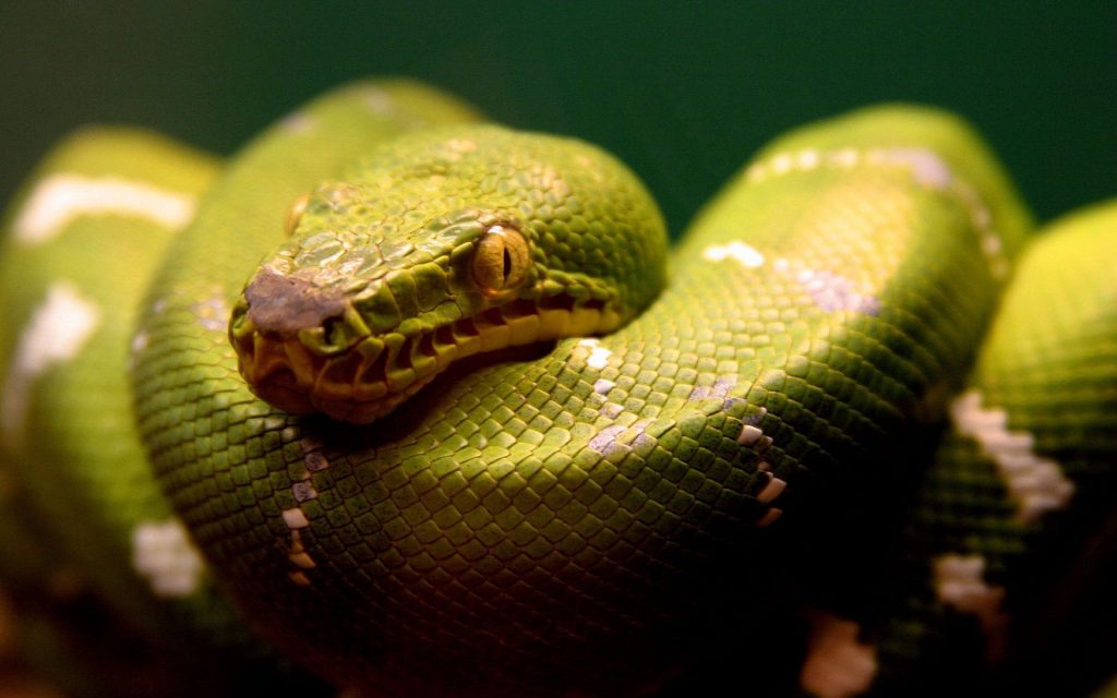 A Terrible Green Snake Fhd Wallpaper
