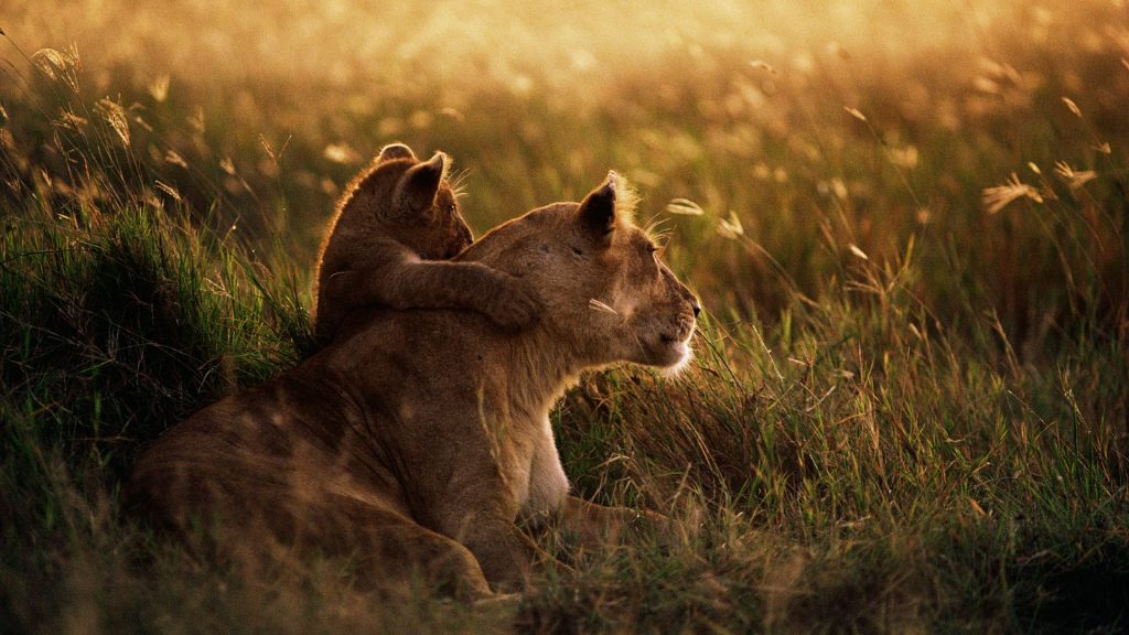 African Lion With Cub Cute Fhd Wallpaper