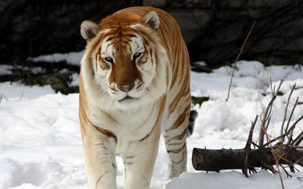 Amazing Beauty Large Snow Tiger Fhd Wallpaper
