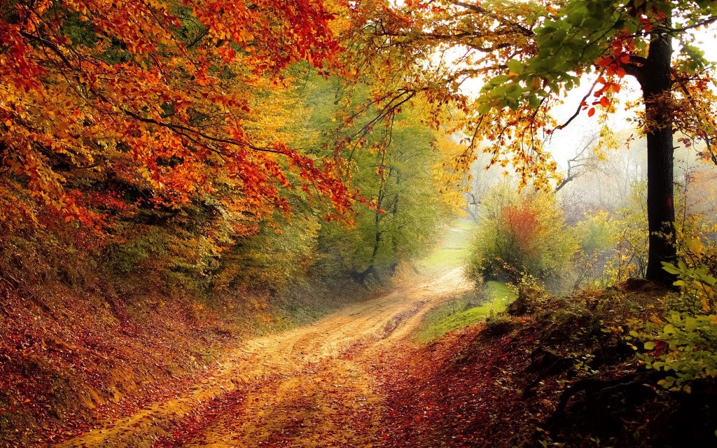 Amazing Colourful Autumn Path Fhd Wallpaper