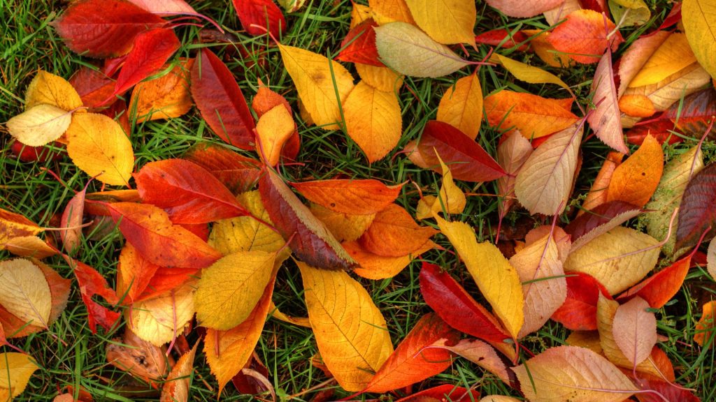 Amazing Colourful Fallen Leaves Fhd Wallpaper
