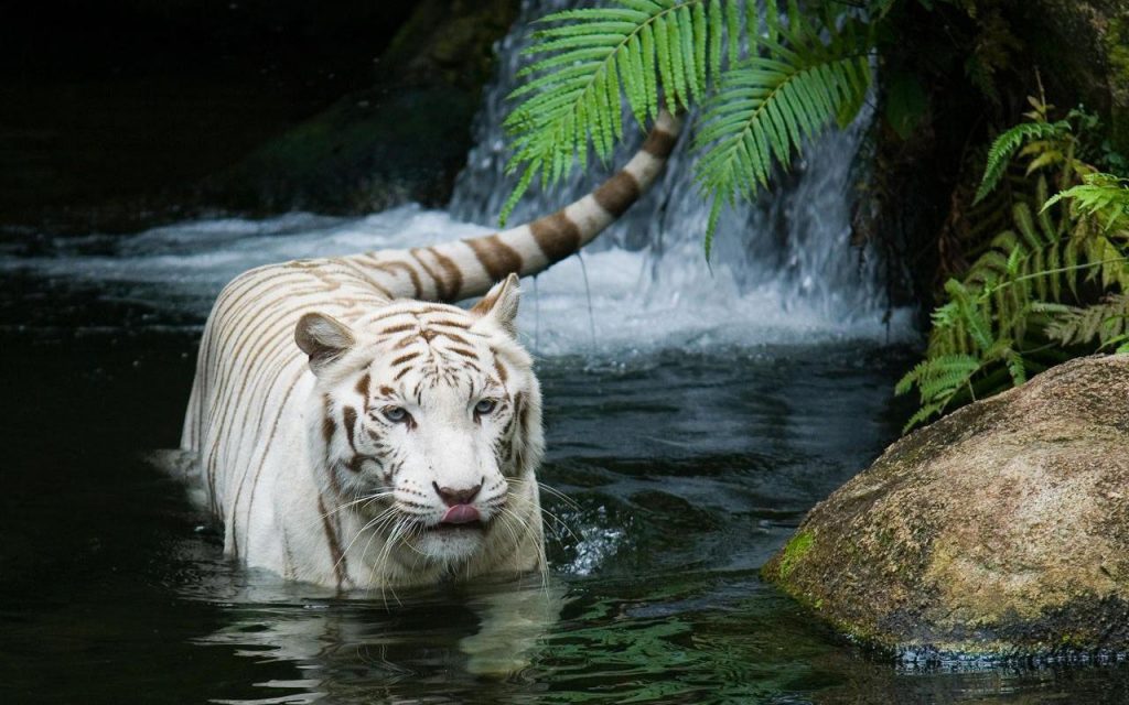 Amazing Cool White Tiger Fhd Wallpaper