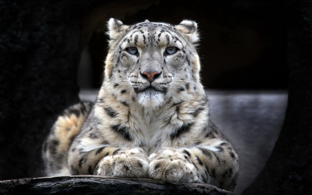 Amazing Grand Snow Leopard Fhd Wallpaper