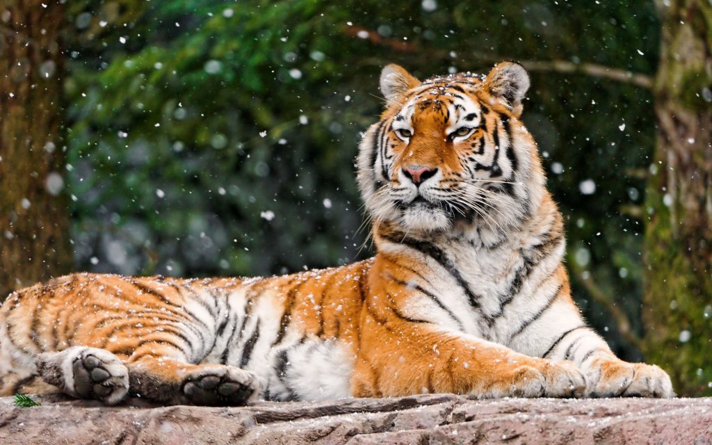 Amazing Large Siberian Tigress 4k Uhd Wallpaper