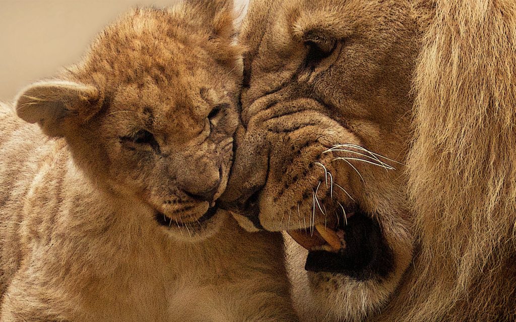 Amazing Lion Mother Cub Affectionate Fhd Wallpaper