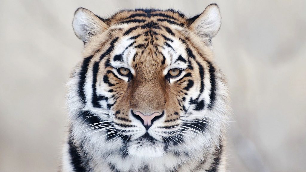 Amazing Tiger Close Up Fhd Wallpaper
