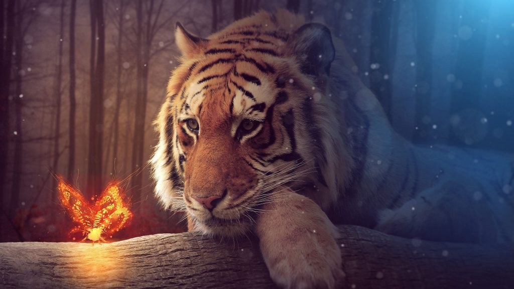 Amazing Tiger Closeup View 5k Uhd Wallpaper