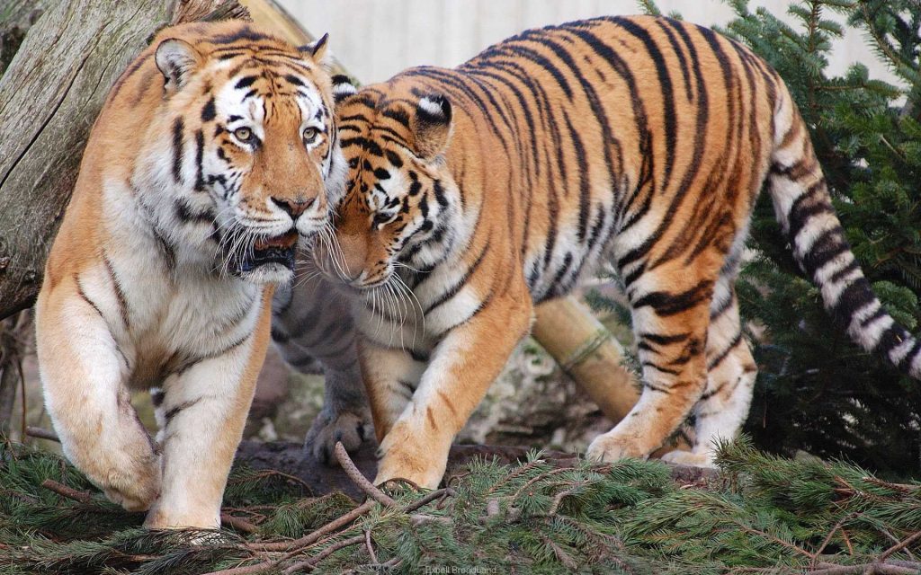 Amazing Tiger Pair Wild Play Fhd Wallpaper