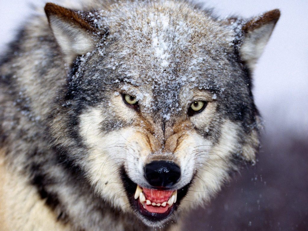 Angry Wolf Hd Wallpaper