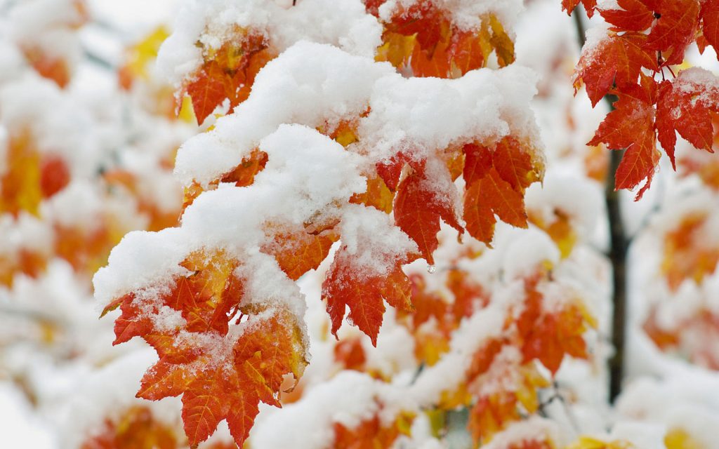 Autumn Leaves With Snow Fhd Wallpaper