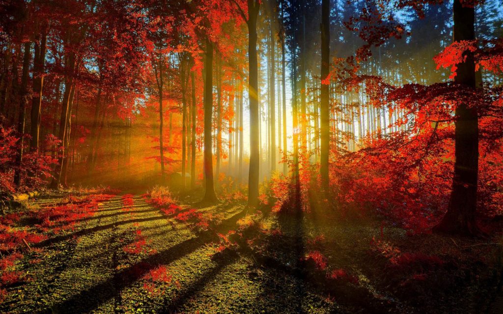 Awesome Autumn Forest Glowing In Sun Rays Fhd Wallpaper
