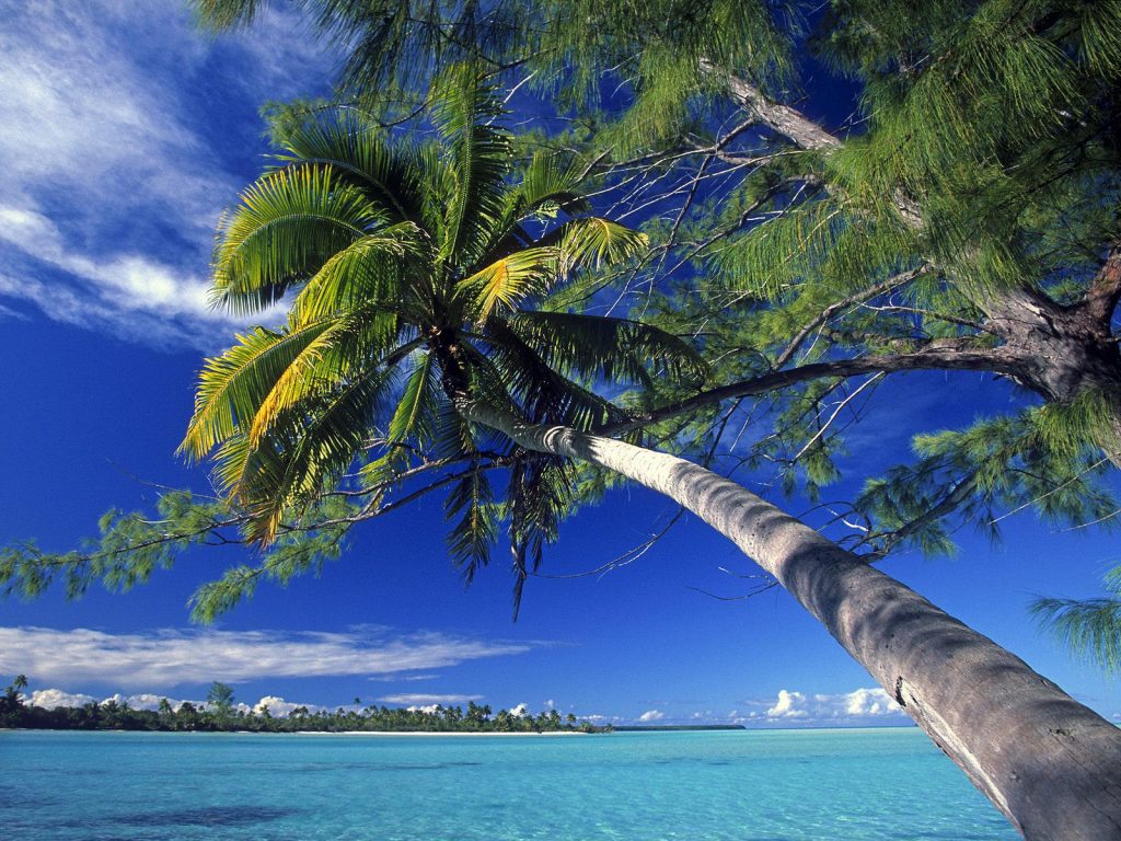 Beach And Palm Tress Lovely Hd Wallpaper