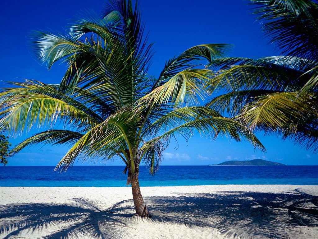Beach Palm Trees Beautiful Hd Wallpapers