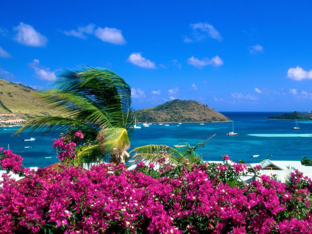 Beach With Pink Flower Attractive Look Hd Wallpapers
