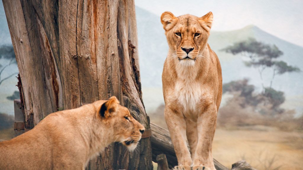 Beautiful African Lioness Uhd 4k Wallpaper