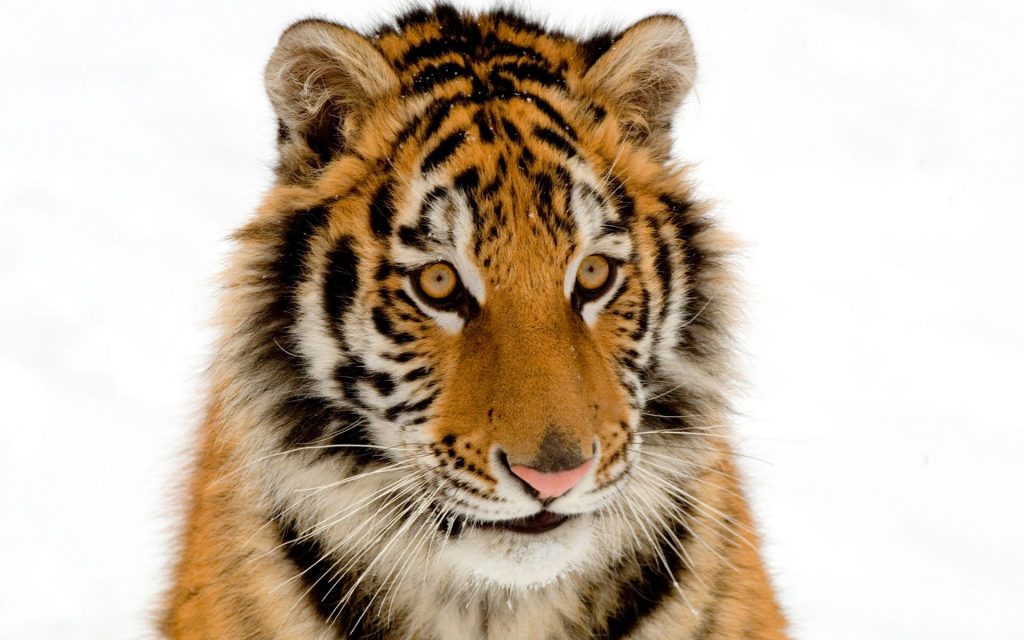 Beautiful Curious Tiger Portrait Fhd Wallpaper