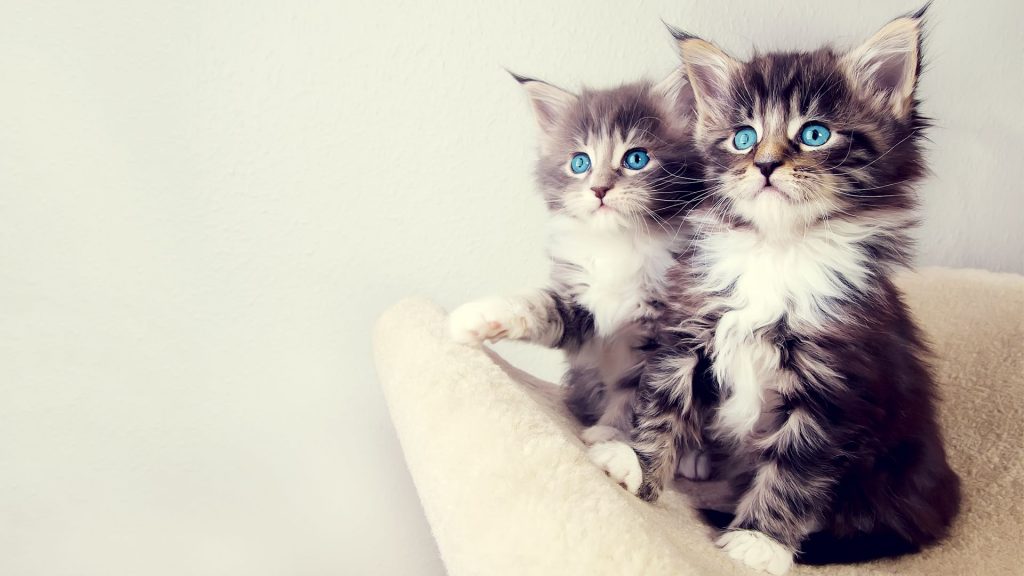 Beautiful Furry Grey Kitten Brothers Fhd Wallpaper