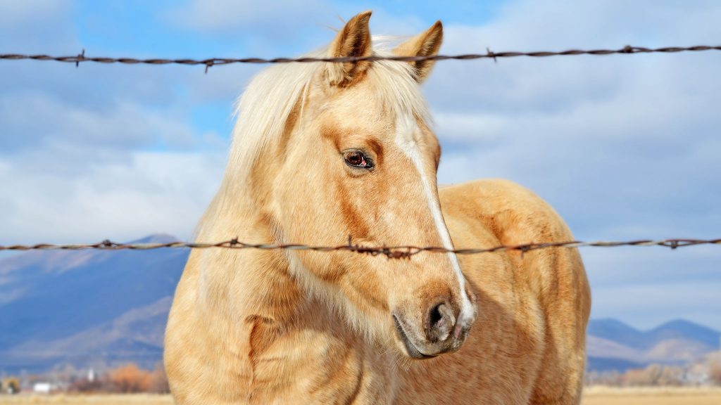 Beautiful Golden Horse Fhd Wallpaper