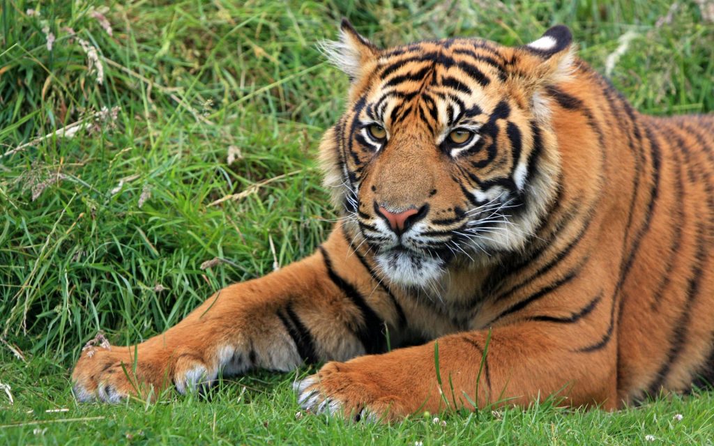 Beautiful Large Sumatran Tiger Fhd Wallpaper