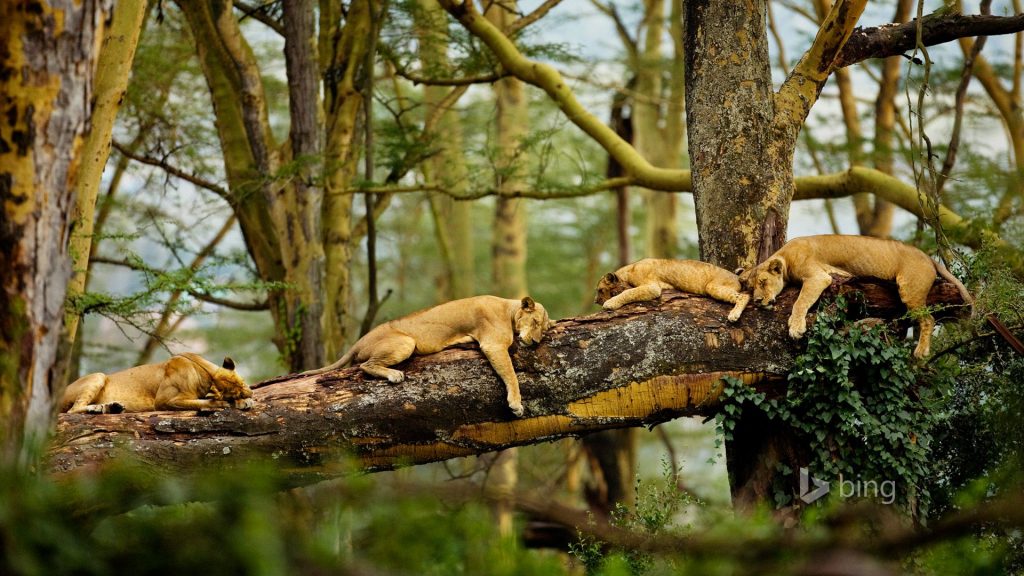 Beautiful Lions Sleeping On A Tree Fhd Wallpaper