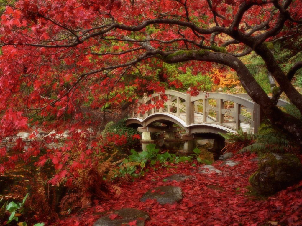 Beautiful Red Autumn Japanese Garden Hd Wallpaper