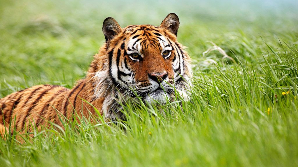 Beautiful Strong Siberian Tiger Fhd Wallpaper