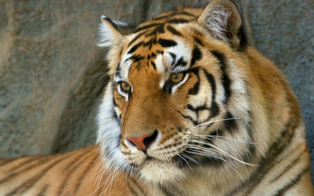 Bengal Tiger With Fhd Fire Eyes Wallpaper