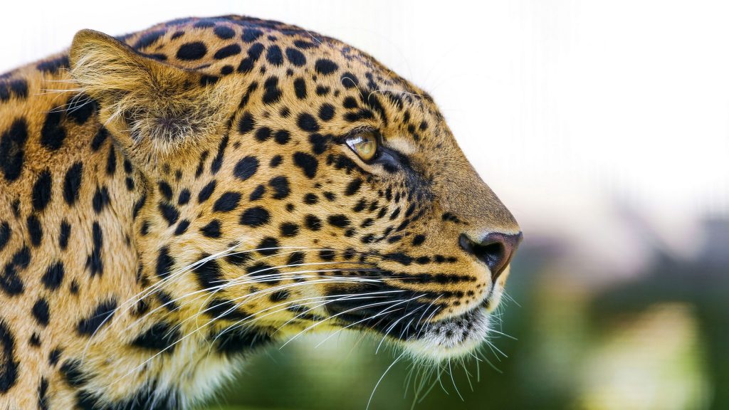Big Cat Leopard With Frightening Eyes Fhd Wallpaper