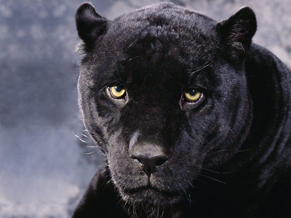 Black Cheetah Threaten Eyes Hd Wallpaper