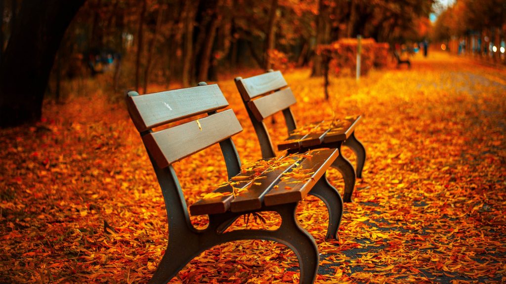 Bountiful Autumn Park Bench 4k Uhd Wallpaper