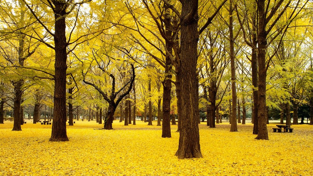 Bountiful Fallen Yellow Ginkgo Trees Autumn Fhd Wallpaper