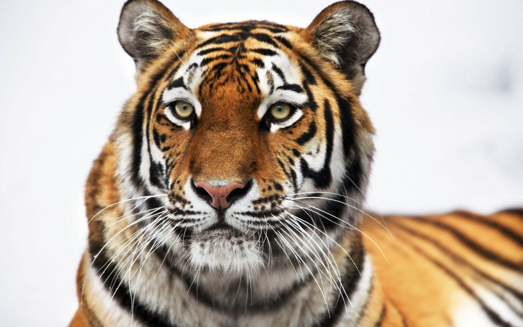 Bright And Beautiful Siberian Tiger Fhd Wallpaper