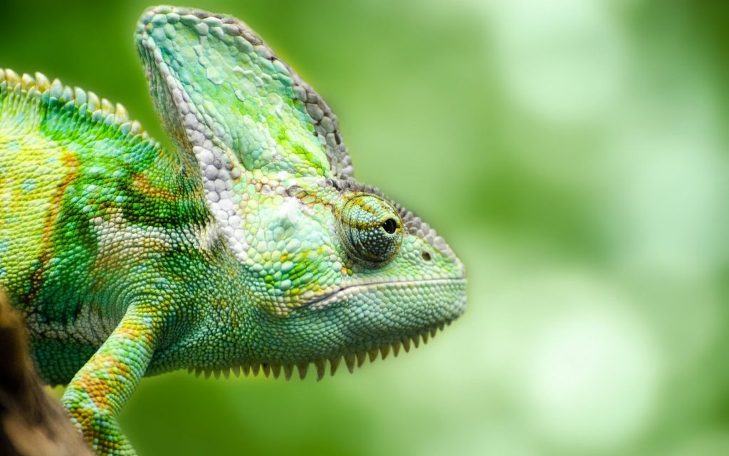 Bright Green Chameleon Fhd Wallpaper