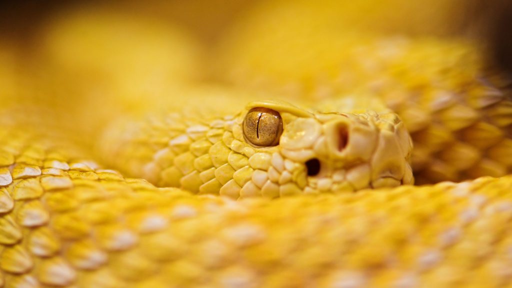 Bright Yellow Albino Rattlesnake Fhd Wallpaper