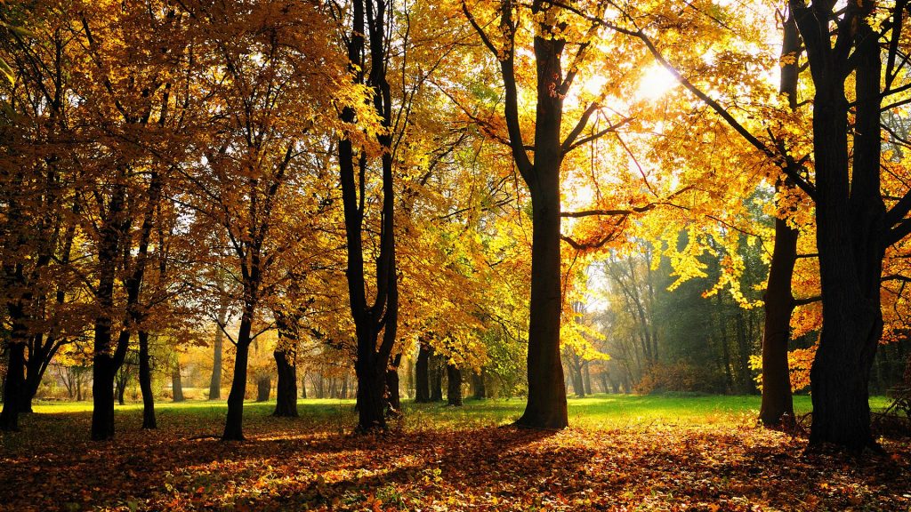 Bright Yellow Autumn Forest Fhd Wallpaper