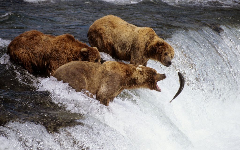 Brown Bears Hunting With Roar Alaska Fhd Wallpaper