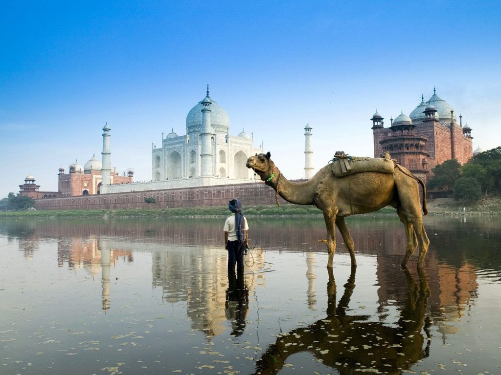 Camel Wait For Ride In Yamuna River India Hd Wallpaper