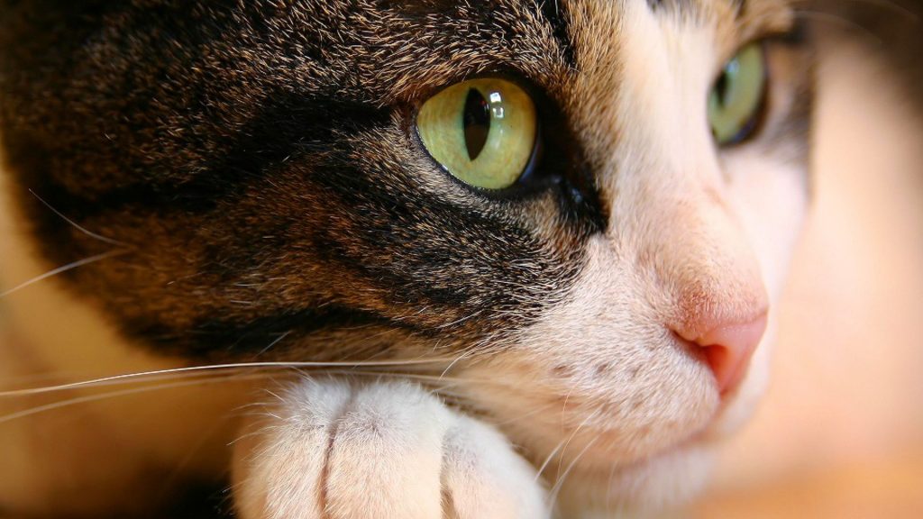 Cautious Cat With Keen Eyes Fhd Wallpaper